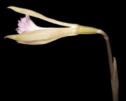 Image result for Nervilia crociformis