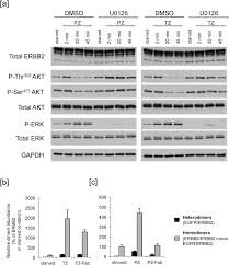Pixel experience rom with android 10 is now available to download for redmi k20. Direct Stimulation Of Erbb2 Highlights A Novel Cytostatic Signaling Pathway Driven By The Receptor Thr 701 Phosphorylation Scientific Reports