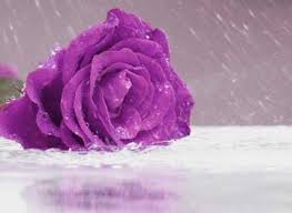 167 watchers19.1k page views63 deviations. Rose With Reflection In Water Image Rose And Rain Images Rose Flower 16903 Torange Biz Free Pics On Cc By License
