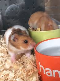 Preparing to breed syrian hamsters download article. Syrian Hamster Female Pet Perfection