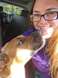 Waiting 399 days….Dally is such an amazing boy, this charming 3-year-old  Boxer/Heeler mix and puppy eyes will capture your heart, while his  intelligence and playfulness will inspire you to enjoy life to