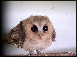 Baby Bird With Big Eyes 20 Animal Babies That Are Cuter Than People Babies Baby Owls Owl Animals