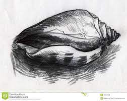 Sea Shells Drawings 1 Stock Photos Images Pictures 49 Images Shell Drawing Sea Shells Drawings