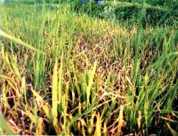 Quy trình phòng trừ bệnh đạo ôn