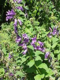 Image result for Carvalhoa campanulata