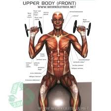 Muscles of the human body (front view). Upper Body Front Muscles Upper Body Body Weight Training Fitness Motivation Photo