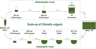 It is also used in drug screening and development, and large scale manufacturing of biological compounds (e.g., vaccines, therapeutic proteins). Heterotrophy As A Tool To Overcome The Long And Costly Autotrophic Scale Up Process For Large Scale Production Of Microalgae Scientific Reports