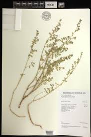 Image result for Euphorbia mossambicensis