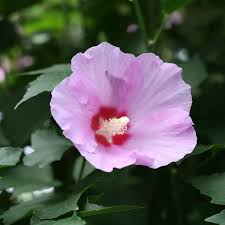 Image result for Hibiscus kirkii