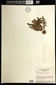 Image result for Anemia angolensis