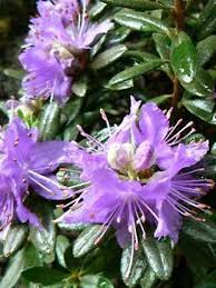 Rhododendron Gristede Rhododendron Le Jardin Du Pic Vert Gros Bouquet De Fleurs Rhododendron Bouquet De Fleurs Violet