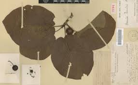 Image result for Bivinia jalbertii