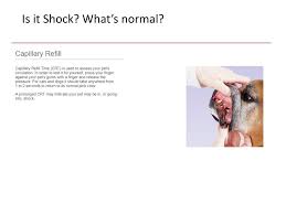 Help the dog maintain body heat by covering it with a coat or blanket. What S Normal What S Normal Breathing What S Normal Compared To Humans We Breathe About Breaths Per Minute Ppt Download