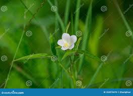 Image result for Hibiscus lobatus