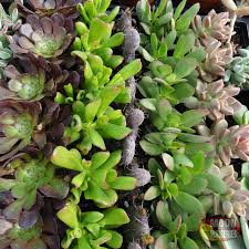 We are a las vegas nursery specializing in cacti & succulents, and aquaculture. Succulents For Any Home In Arizona Southern California And Las Vegas Succulents Agave Plants