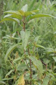 Image result for Acalypha paucifolia
