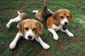 Beagle Basset Hound Mix Puppies For Sale Petsidi