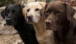 Check spelling or type a new query. Labrador Retriever Club Breeders Directory