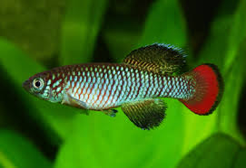 Image result for Sclerochiton nitidus