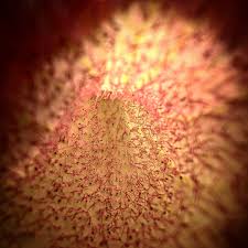 Image result for Aristolochia triactina