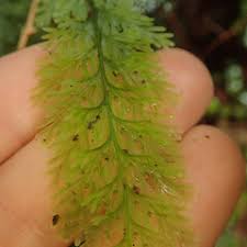 Image result for Abrodictyum