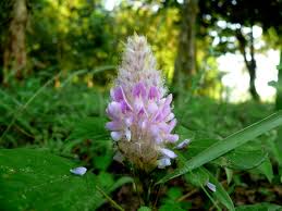 Image result for Uraria