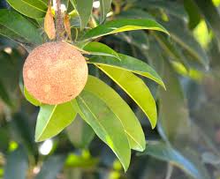 Image result for Manilkara zapota