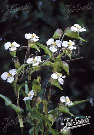 Image result for Commelina latifolia