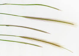 Image result for Perotis patens