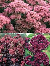 Image result for Sedum