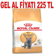 royal canin british shorthair kedi mamasi 4 kg amazon pet center balik yagi kedi amazonlar