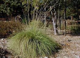 Great news!!!you're in the right place for deer grass. Muhlenbergia Rigens Aka Deergrass Deer Grass Evergreen Grasses Native Landscaping