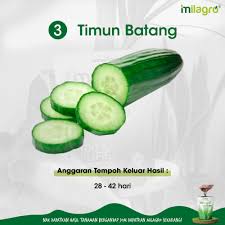 Penanaman tanaman beragam, mulai dari di pot, gantung, di dalam tanah hingga rambat. Love Greenery Views Posts Facebook