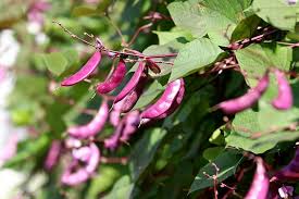 Image result for Lablab