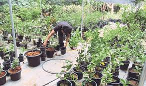 Pokok anggur sesuai cuaca negara kita. Pokok Anggur Mudah Ditipu