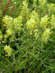 Image result for Rhinacanthus submontanus
