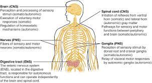The brain and the spinal cord are the central nervous system, and they represent the main organs of the nervous system. 8 2 Review Of Basic Concepts Of The Central Nervous System Medicine Libretexts