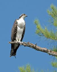 Florida Birds Of Prey Images Pin On Birds Of Prey Osprey