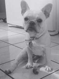 French bulldog husky mix puppies. Just Sittin The French Bulldogs Facorite Stance Bulldog French Bulldog Puppy Love
