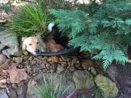Check spelling or type a new query. Found The Dog Sleeping In The Pond Filter Ponds