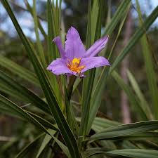 Image result for Velloziaceae