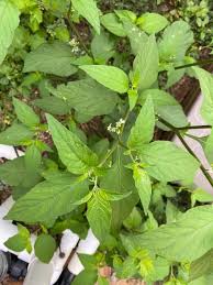 Image result for Solanum americanum