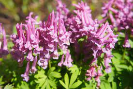 This spring alpine flower has pure white petals on the outside and the innermost petals are edged with. 25 Best Shade Perennials Perennial Flowers For Shade