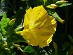 Image result for Nyctaginaceae