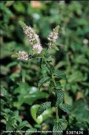 Image result for Mentha spicata