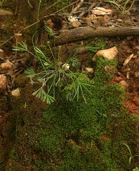 Image result for Actiniopteris dimorpha