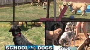 Maybe you would like to learn more about one of these? Outer Banks School For Dogs