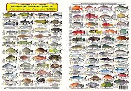 Double Sided Qld Fish Id Guide Waterproof Tackle World