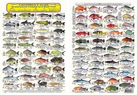 double sided qld fish id guide waterproof tackle world