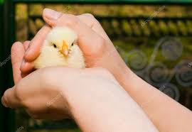 Baby Chicken In Girl S Hand Stock Photo By C Giorgiomtb 22804622
